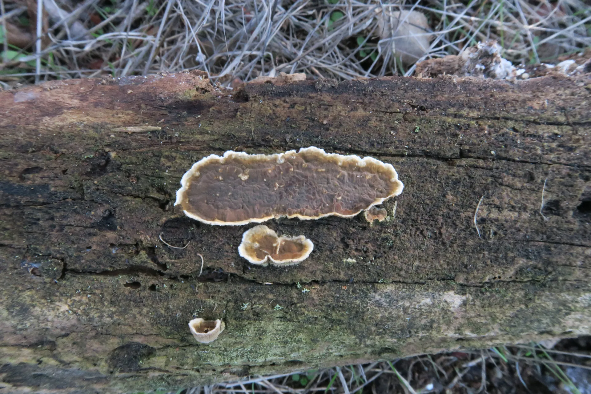 Porostereum spadiceum - 1 - IMG_0941